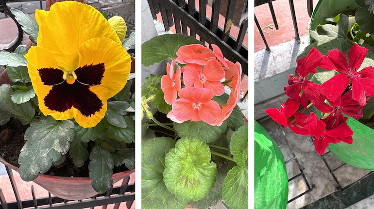 8 Easy Tips to Grow Petunias in Balcony Pots and Containers — Keep Their Blooms Vibrant for Longer
