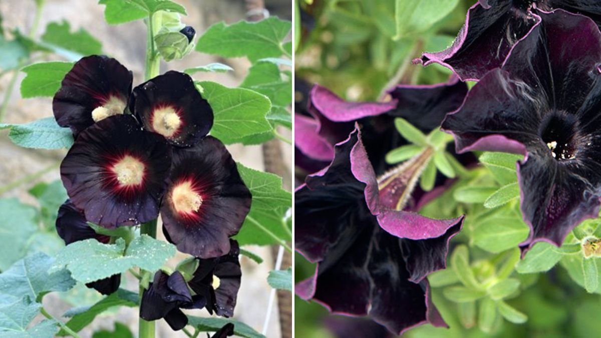 24 Striking Black Flowers and Plants to Transform Your Garden
