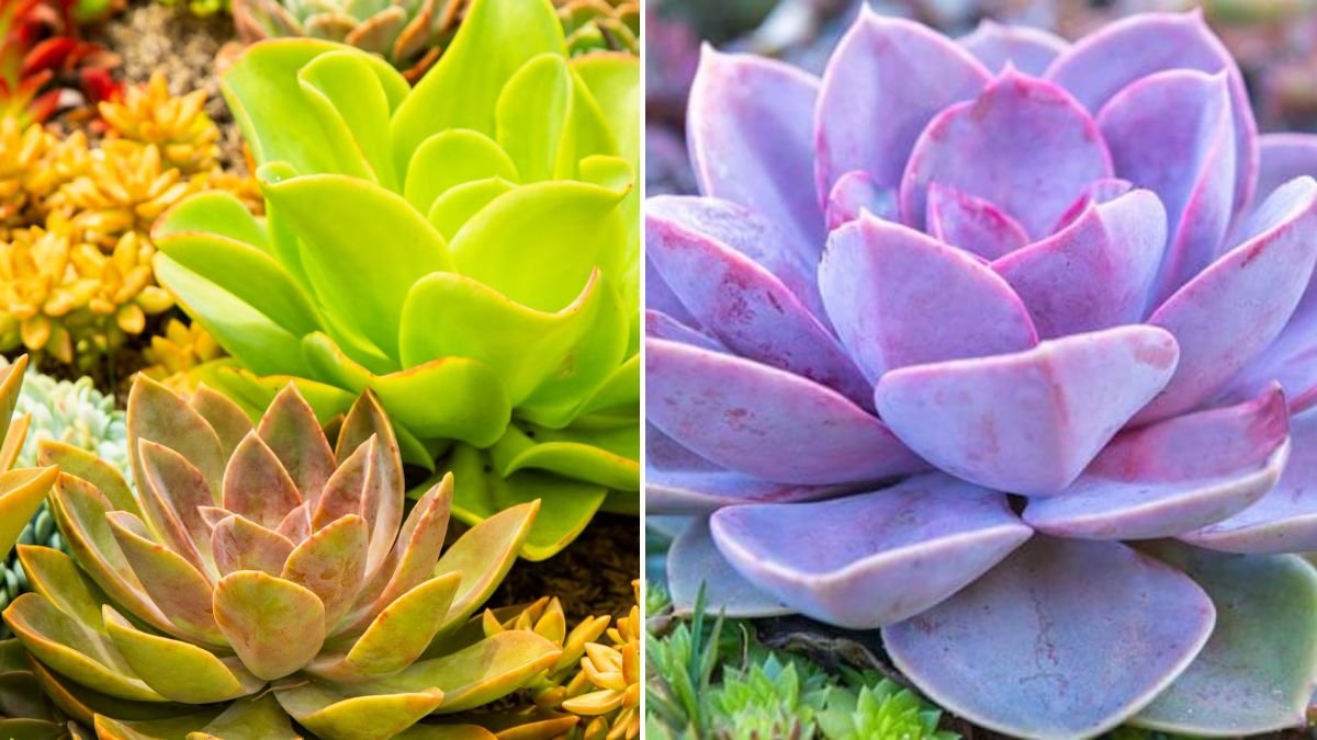 Transform Your Garden with Stunning Flowering Succulents