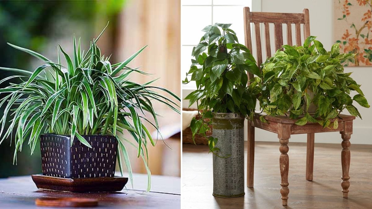 7 Houseplants That Don’t Thrive in Direct Sunlight (and How to Keep Them Healthy)