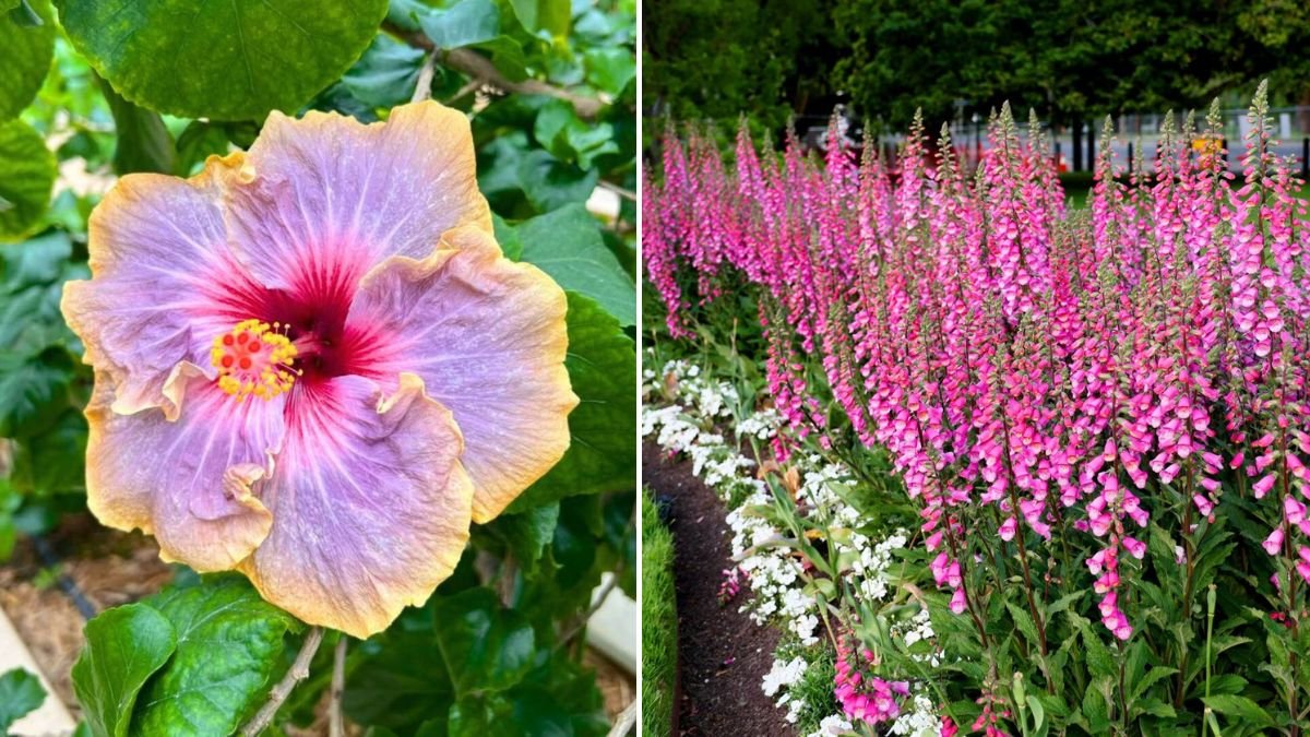10 Native Flowers That Turn Your Garden into a Wildlife Haven