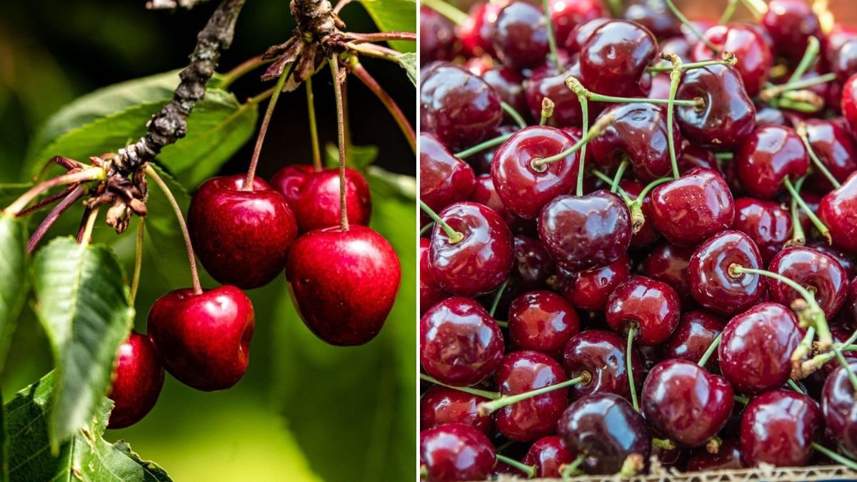 10 Expert Gardening Tips for Growing Big, Juicy Cherries