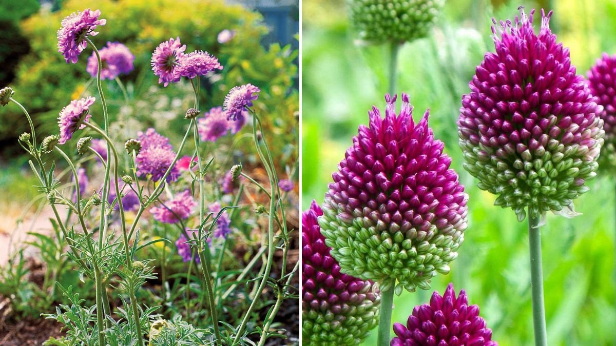 7 Flowers That Keep Your Garden in Bloom All Season Long