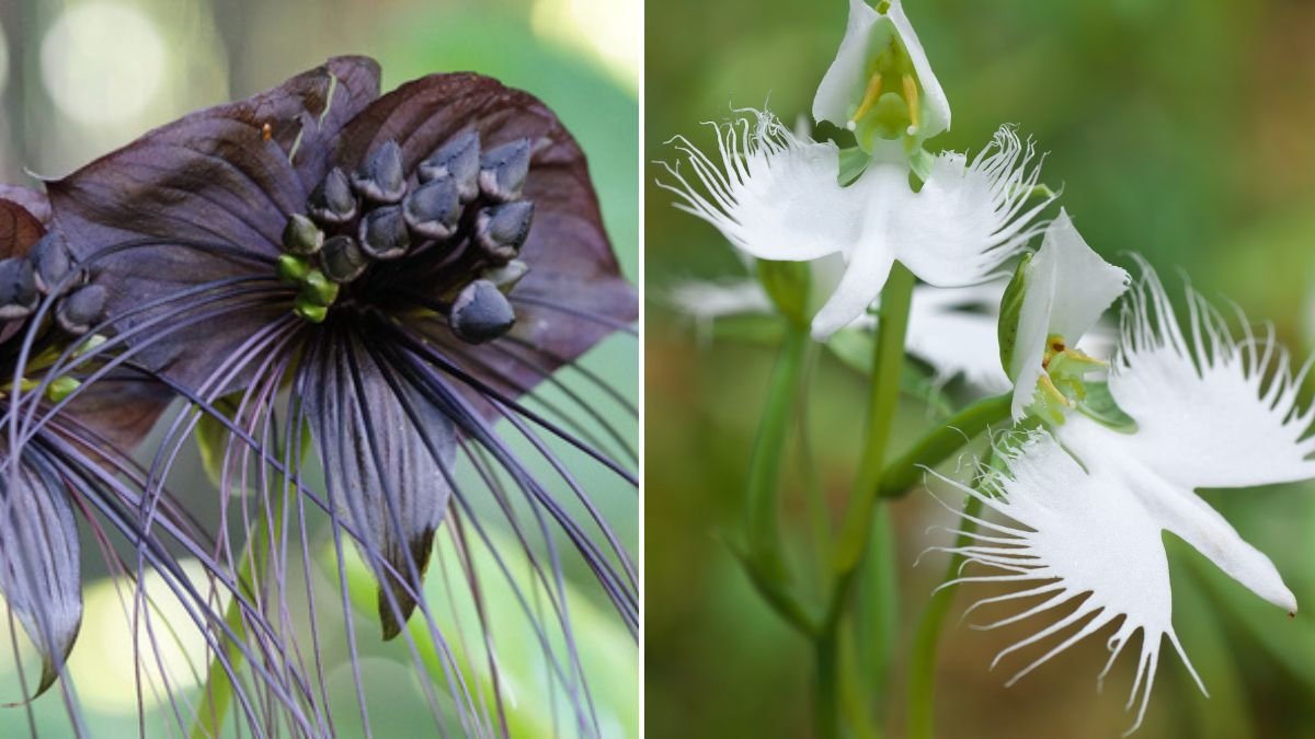 The Unexpected Origins of Popular Flowers You Thought You Knew