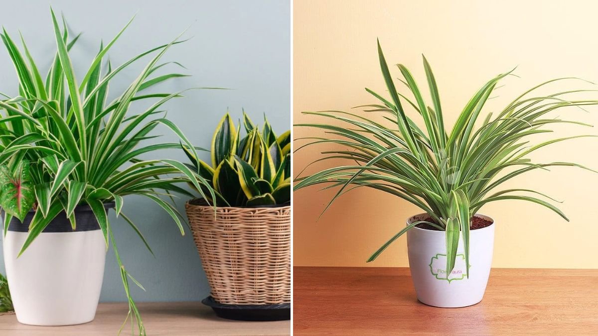 7 Houseplants That Naturally Refresh Your Indoor Air