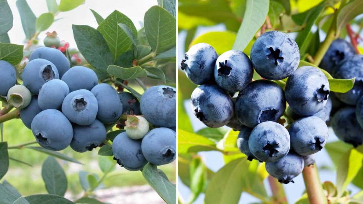 10 Expert Tips for Growing Bushy, Full Blueberry Plants