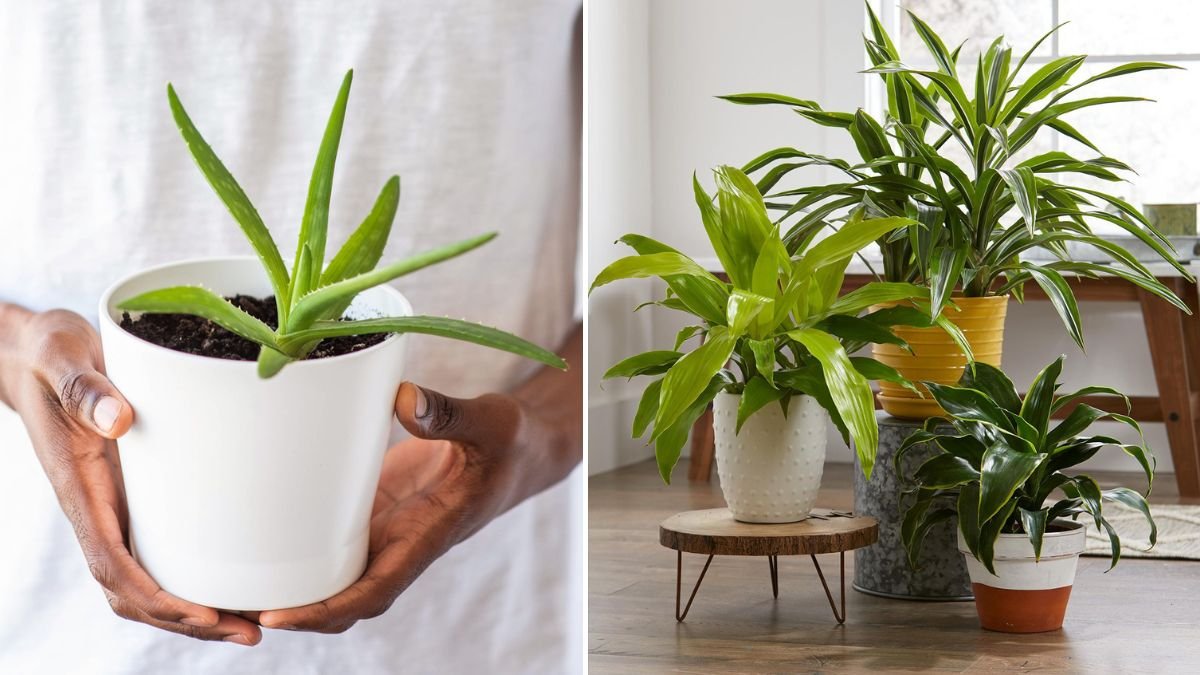 22 Adorable Houseplants That Stay Compact Year After Year