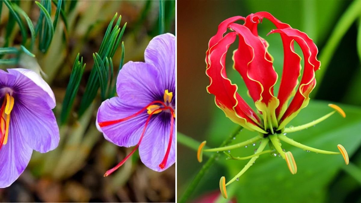 10 Incredible Rare and Expensive Flowers You Have to See