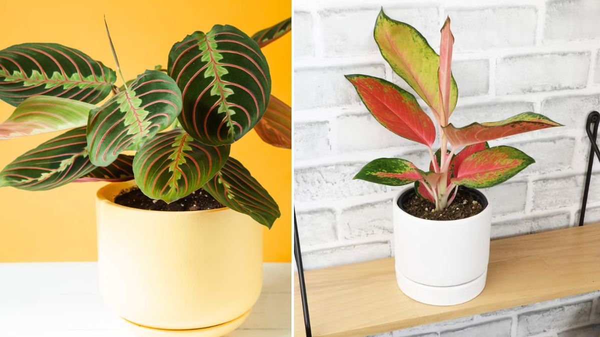 20 Beginner-Friendly Plants That Grow With Ease