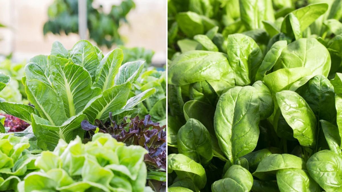 8 Vegetables You Can Plant in January for a Head Start on Your Spring Harvest