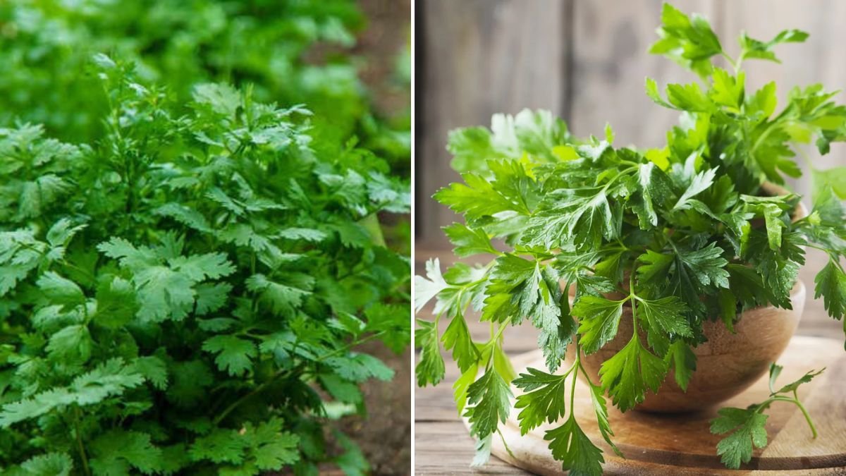 10 Easy Herbs to Grow That Upgrade Every Meal [FOCUS KEYWORD]