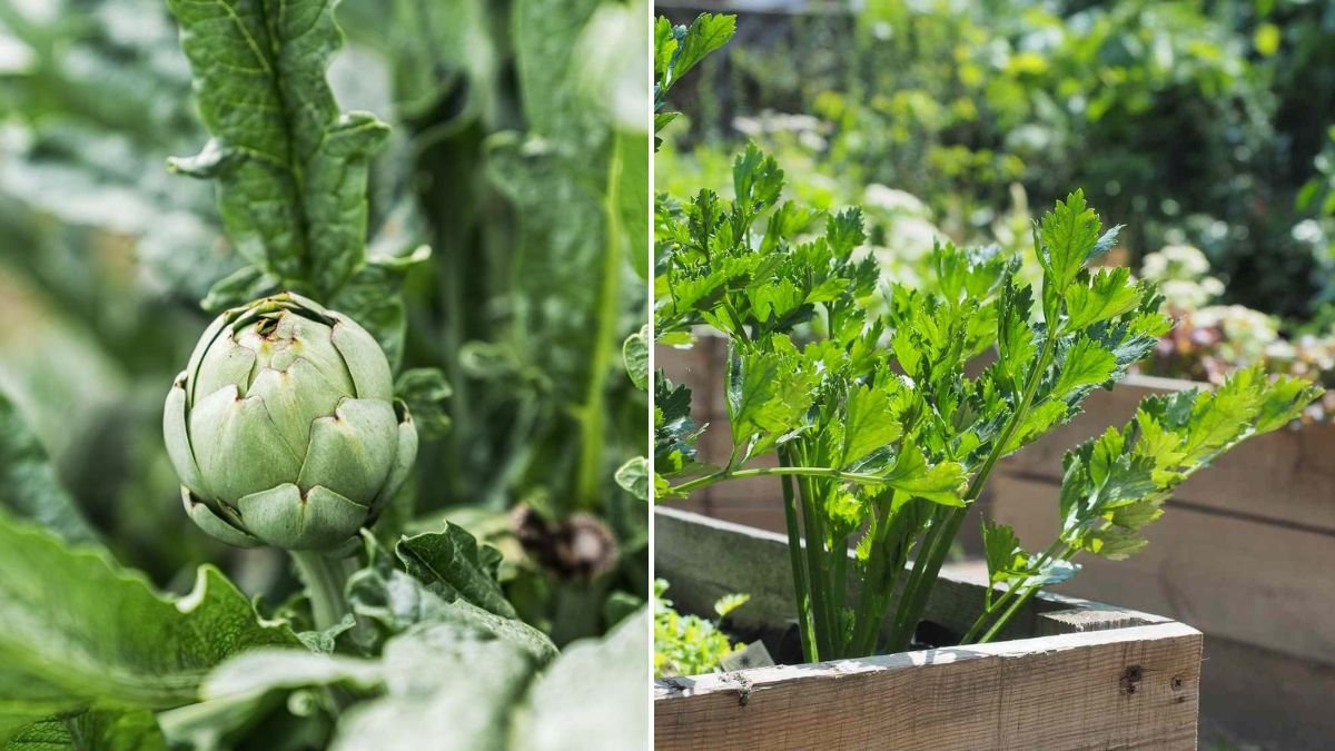 8 Low-Maintenance Perennial Vegetables to Plant Once and Harvest Forever [FOCUS KEYWORD]