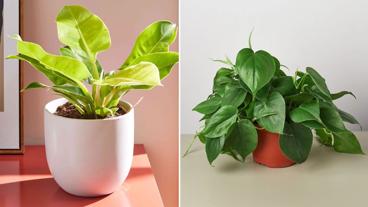 Philodendron Care Guide – Complete Tips for Low-Maintenance Houseplants [FOCUS KEYWORD]