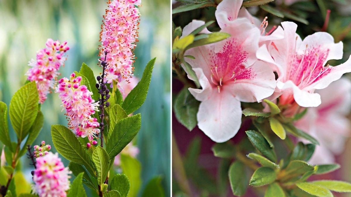 Top 10 Shrubs With Pretty Pink Flowers to Transform Your Garden [FOCUS KEYWORD]