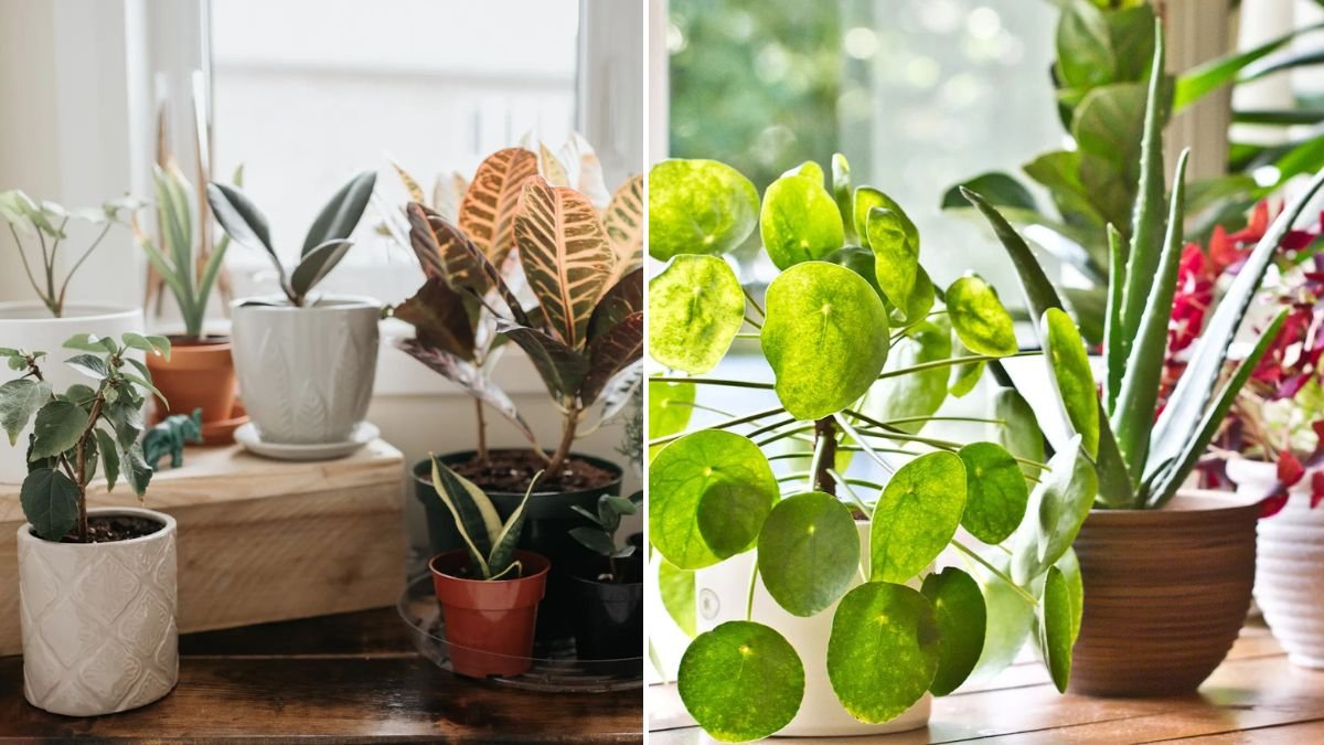 10 Plants That Don’t Mind Being Overwatered — Perfect Picks for Damp Spots