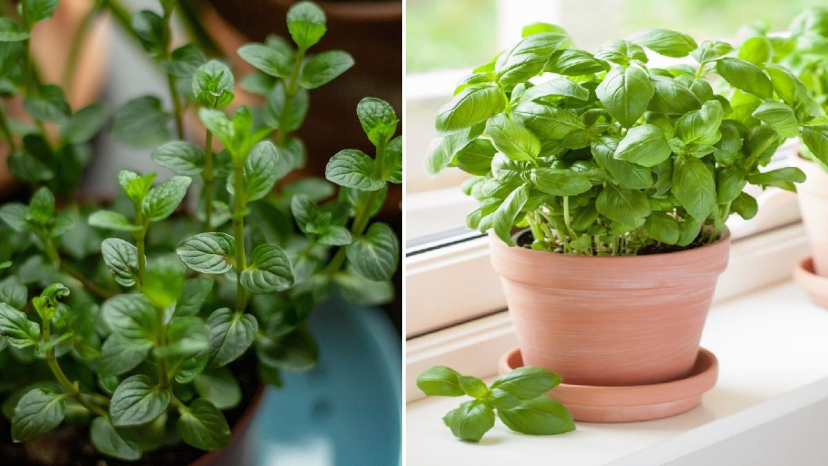 10 Best Herbs You Should Be Growing By Your Front Door [FOCUS KEYWORD]