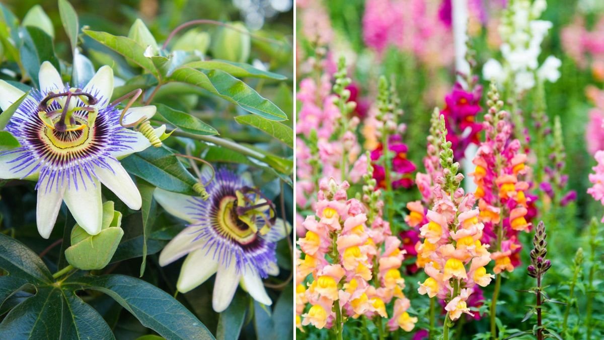 15 Beautiful Flowers That Can Easily Be Cloned (and How to Propagate Them Like a Pro)