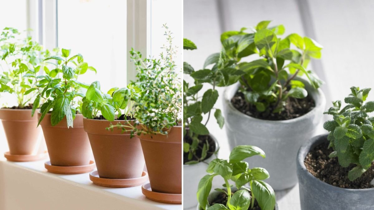 10 Best Herbs You Should Be Growing By Your Front Door for Fragrance, Flavor & Functionality