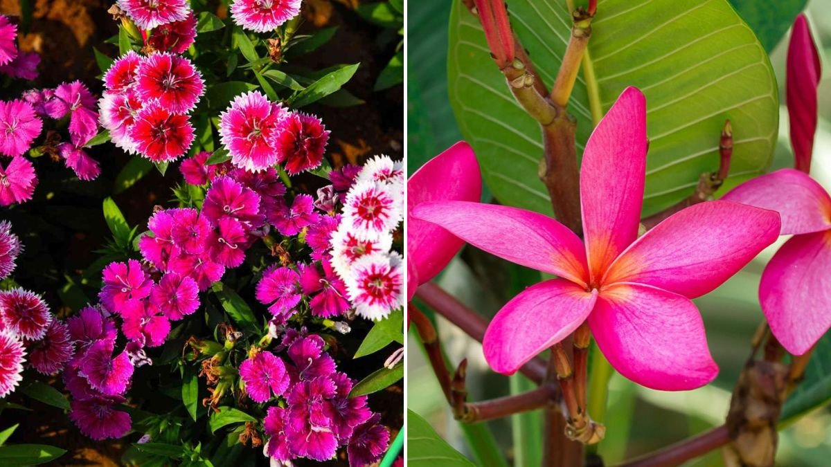 The 11 Most Fragrant Hawaiian Flowers for Your Garden | [FOCUS KEYWORD]
