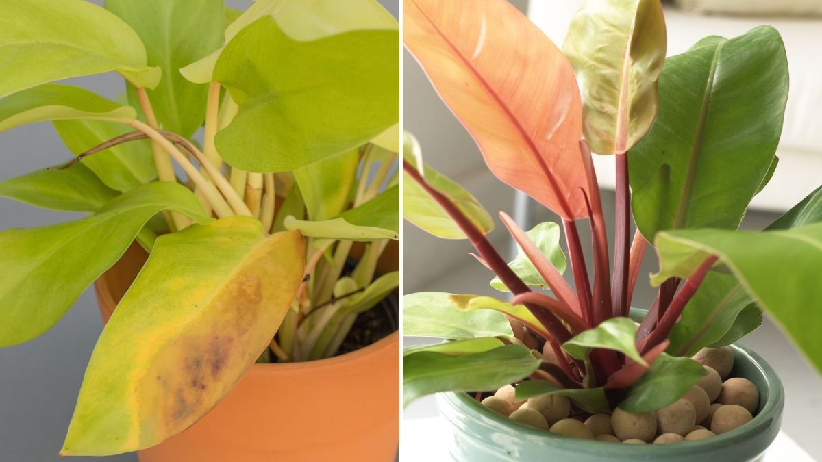 5 Reasons Your Philodendron Leaves Are Turning Yellow — Expert Solutions for a Healthy Plant