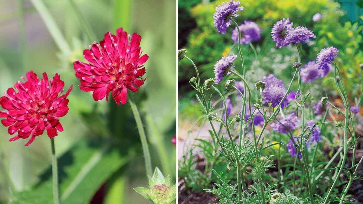 [FOCUS KEYWORD]: Pincushion Flower Care and Growing Tips for Vibrant Blooms