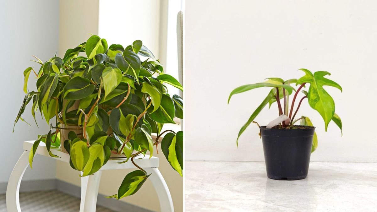 8 Indoor Philodendron Benefits Every Plant Lover Should Know