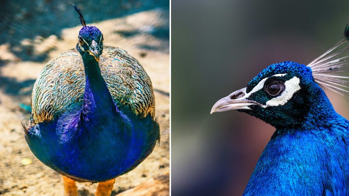 Background: The Rarity and Wonder of Blue in the Animal Kingdom