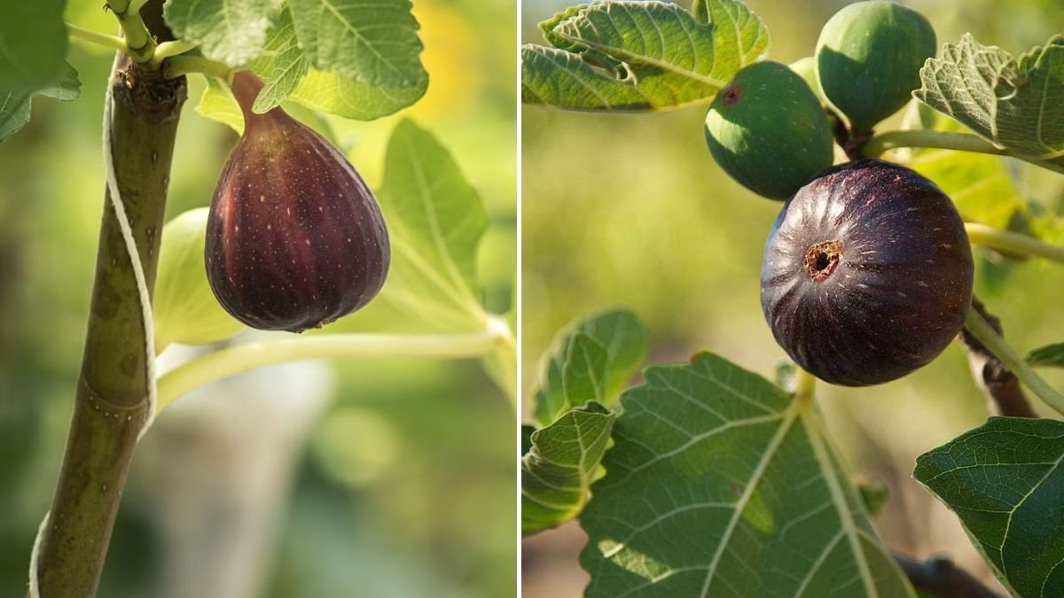 Fig Trees Are Perfect for the Lazy Gardener: Here’s How to Grow Them