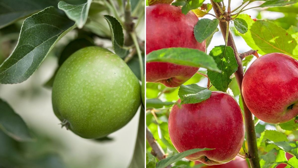 How to Grow an Apple Tree Indoors for Delicious, Crisp Fruit Year-Round