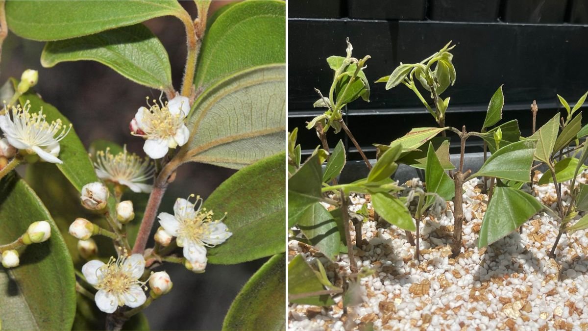 Scientists in a Desperate Race to Bring the “Zombie Tree” Back to Life