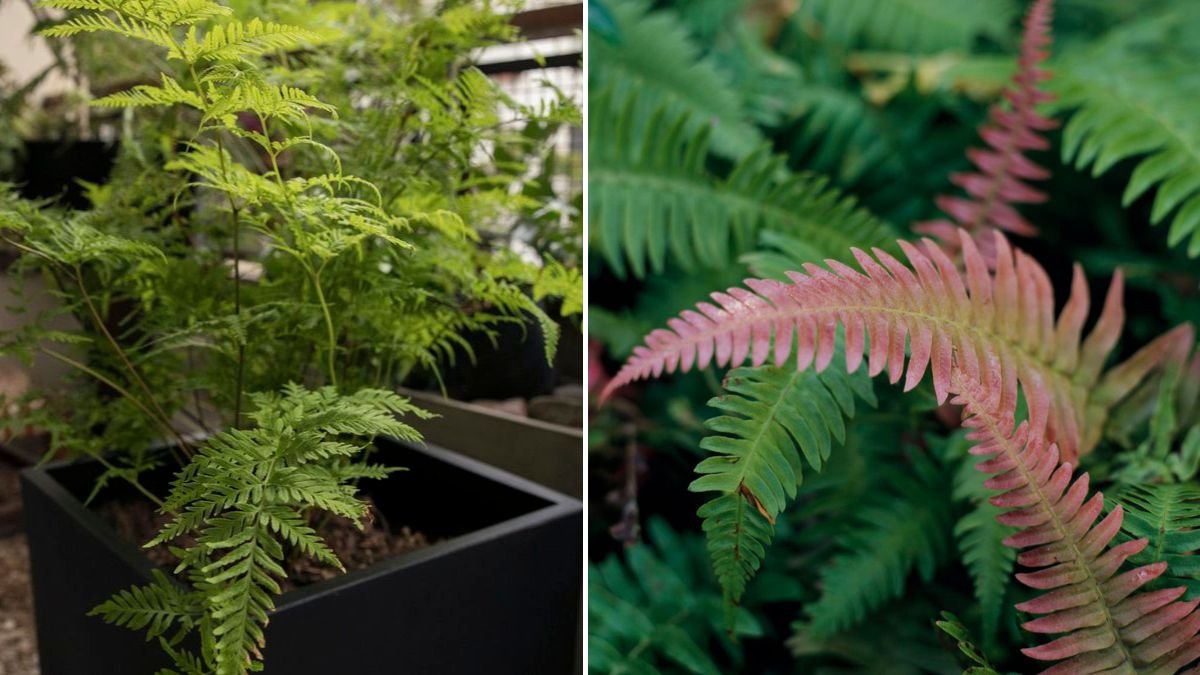 5 of the Best Ferns for Containers – Perfect for Smaller Spaces | [FOCUS KEYWORD]
