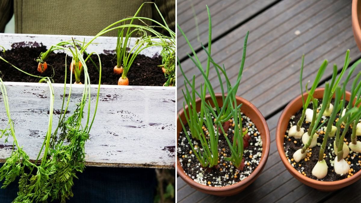 No Garden? No Problem! Grow These Tasty Treats in Pots and Containers | [FOCUS KEYWORD]