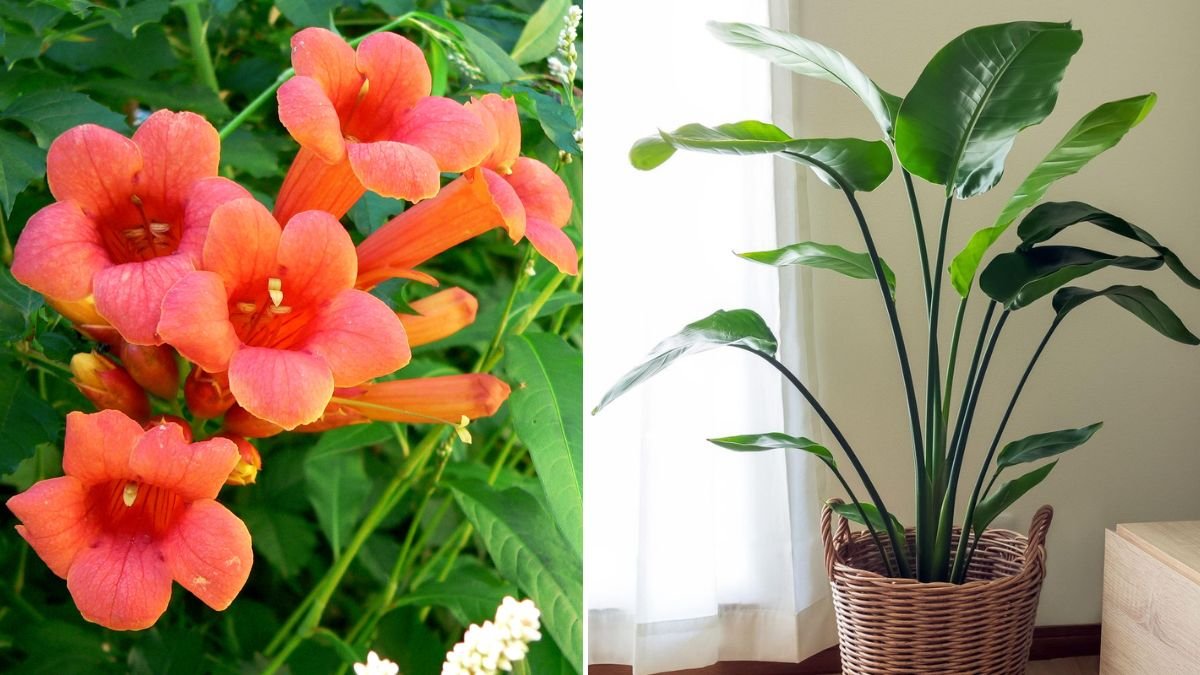 Plants You Shouldn’t Grow Right Next to Your House