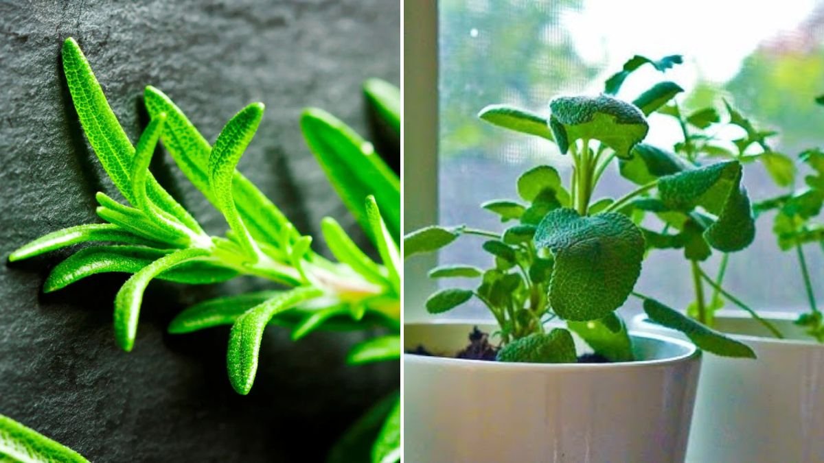20 Herbs & Veggies That You Can Grow Inside