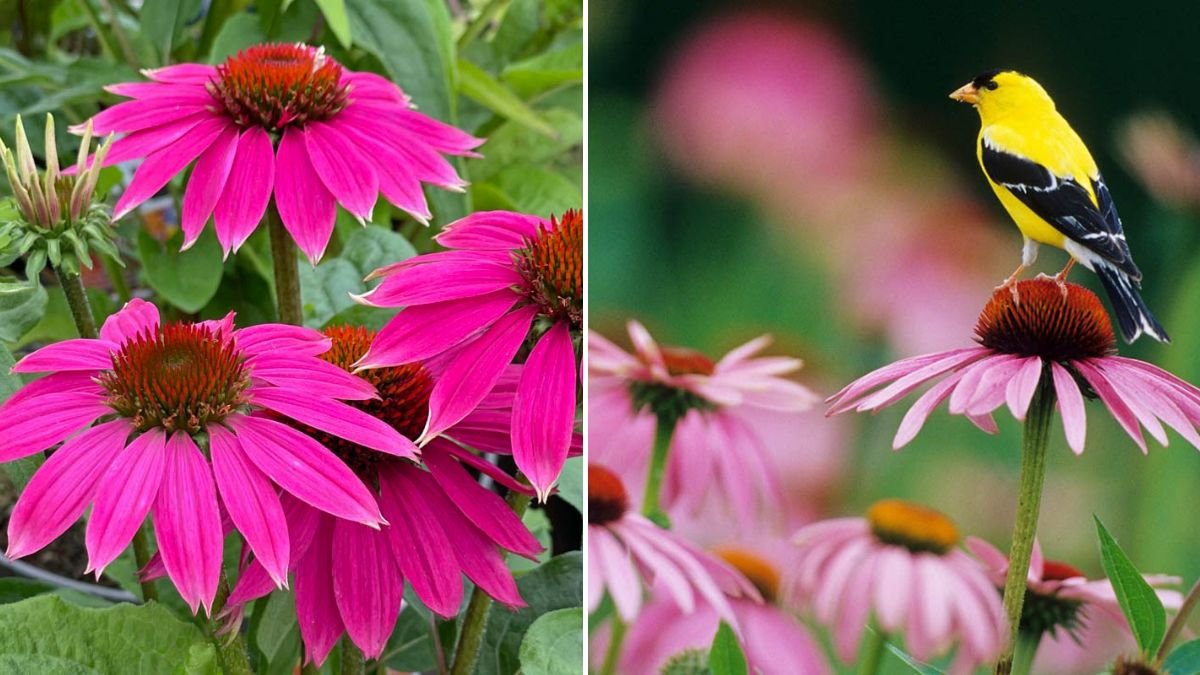 [FOCUS KEYWORD]: 8 Reasons Why You Should Be Growing Coneflowers by Your Front Door