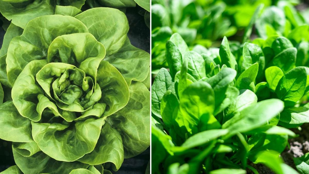 8 Fast-Growing Vegetables You Can Grow at Home in a Hurry