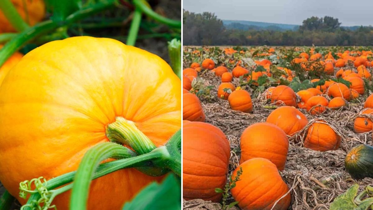 No Garden Needed! New Way to Grow Pumpkins – Harvest 5 Times More!