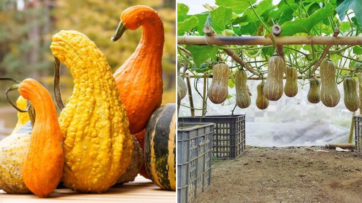 Secrets to Growing Climbing Pumpkins – Big Fruits, Super High Yield, No Chemicals
