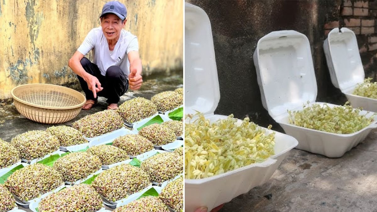 Grow Plump Bean Sprouts in a Foam Box – Fast, Cheap, and Safe!