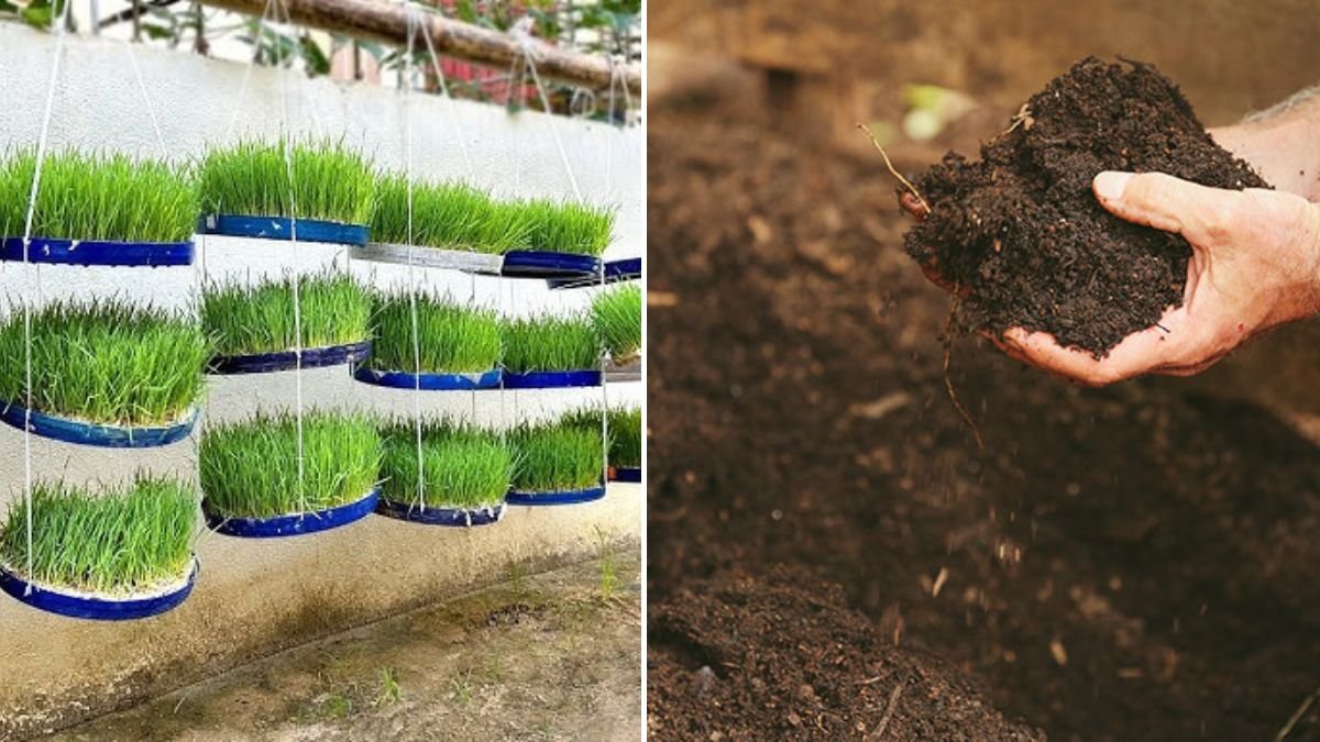 No Soil Needed, Super Easy to Grow With Just Water! Try It Once and You’ll Be Loved