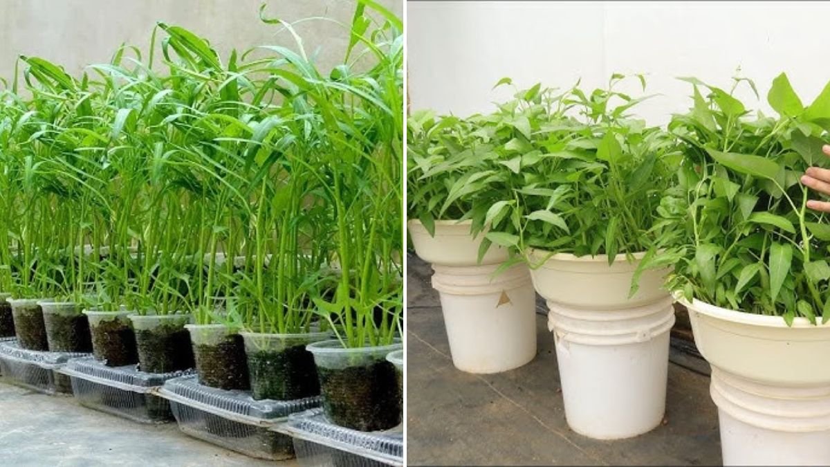 Just Rocks? Unique Idea to Grow Water Spinach – [FOCUS KEYWORD] You’ll Wish You Knew Sooner!