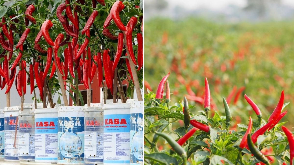 Grow Chili Peppers Anywhere – Super Easy Tips for Lots of Fruit and High Yield
