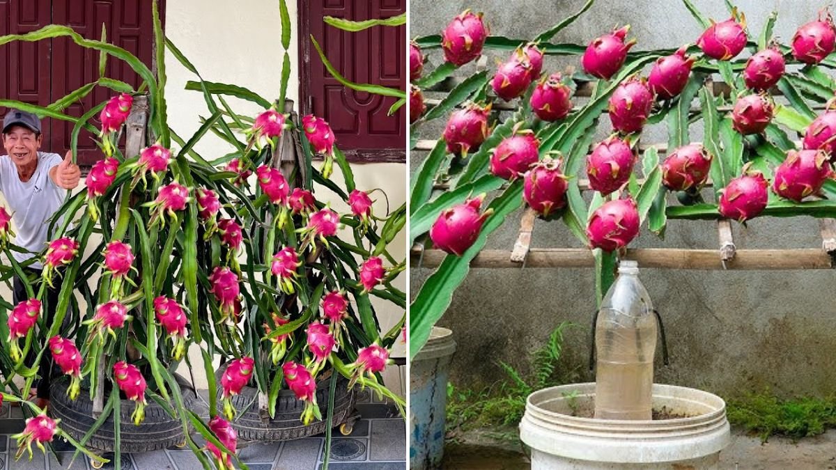 Recycling Old Tires to Grow Dragon Fruit — So Much Fruit It's Unbelievable!