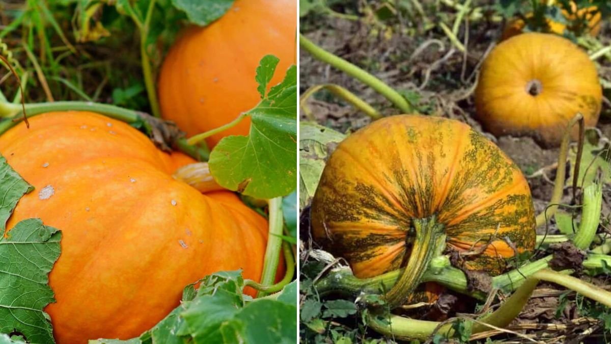 Pumpkin Growing Hack – Continuous Harvest Without Watering or a Garden!