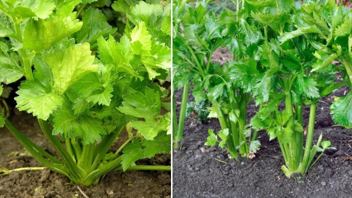 Instead of Buying, I Grow Celery This Way — 5× More Harvest at Home!