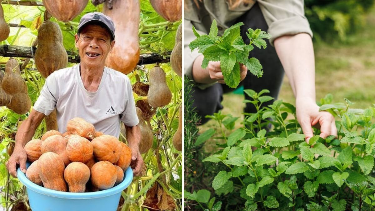 Continuous Harvest Without Watering or a Garden