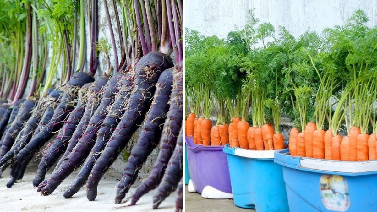 Super Easy Way to Grow Carrots at Home Without a Garden – Anyone Can Do It!