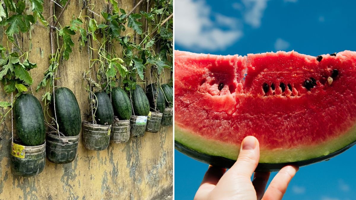 Use This Simple Watermelon Trick And Forget Ever Buying Them Again!