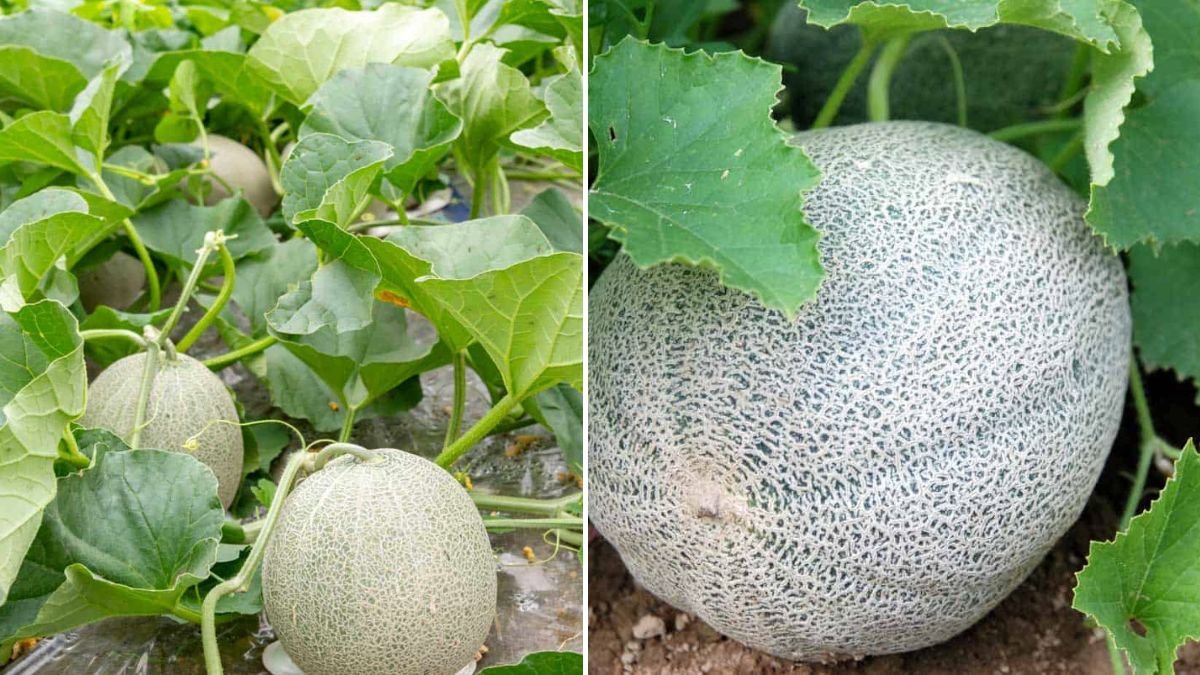 Unexpected Results When I Tried This Melon Growing Method – Big, Juicy Fruits!
