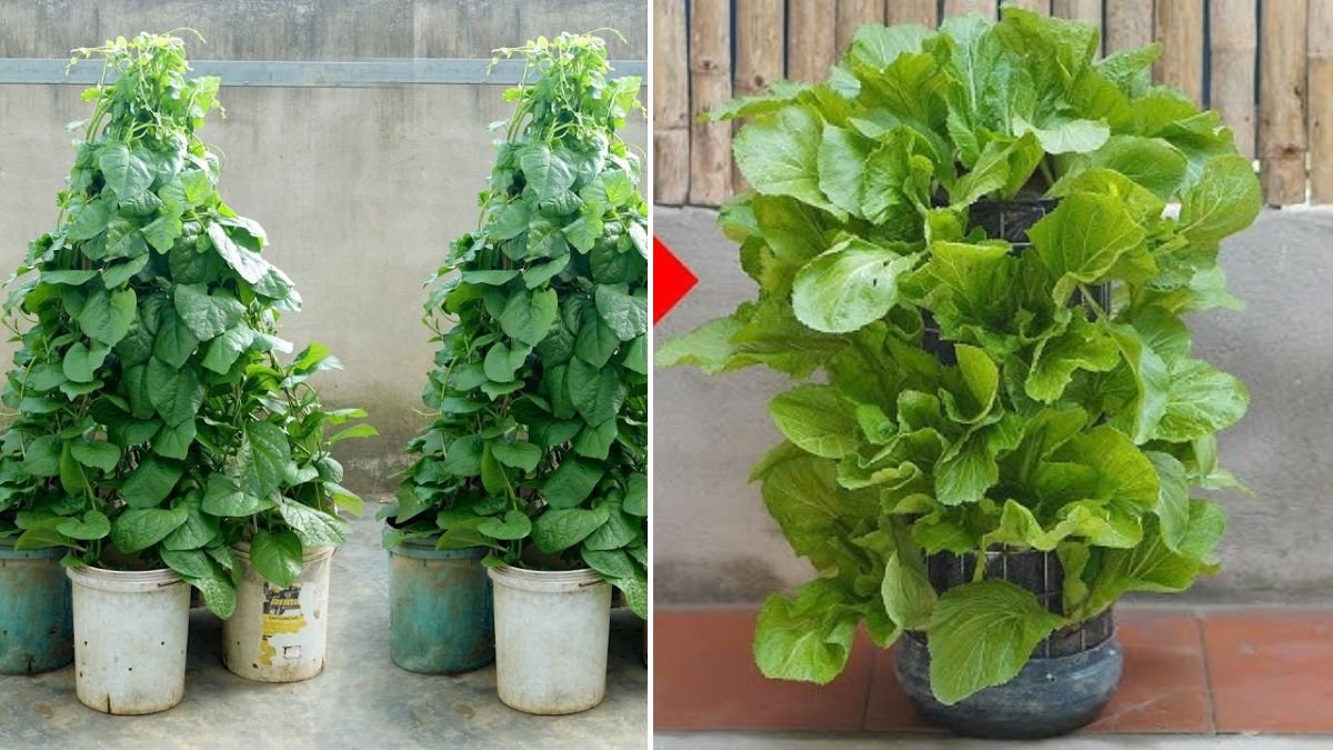 Makes Growing a Vegetable Tower Super Easy at Home – Anyone Can